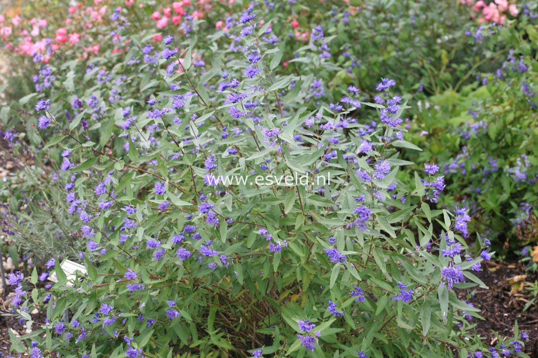 Caryopteris clandonensis 'Heavenly Blue'