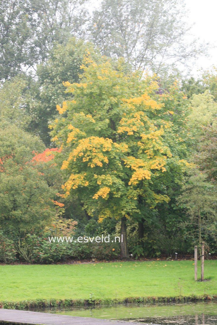 Acer cappadocicum 'Rubrum'