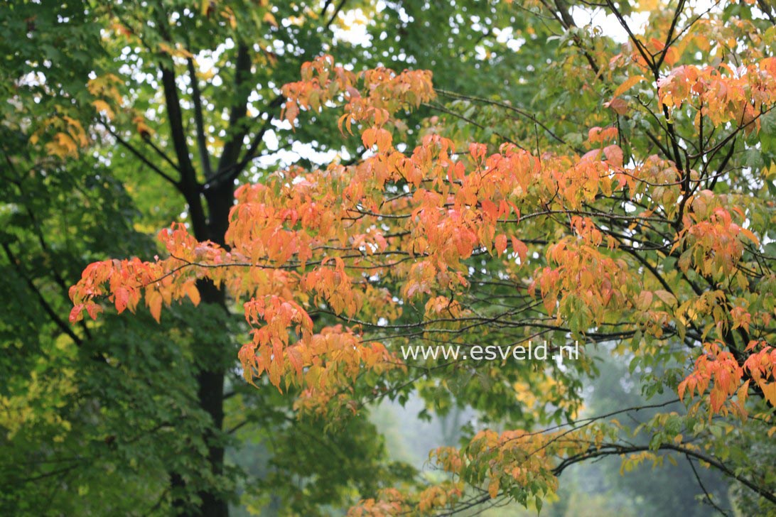 Acer cissifolium