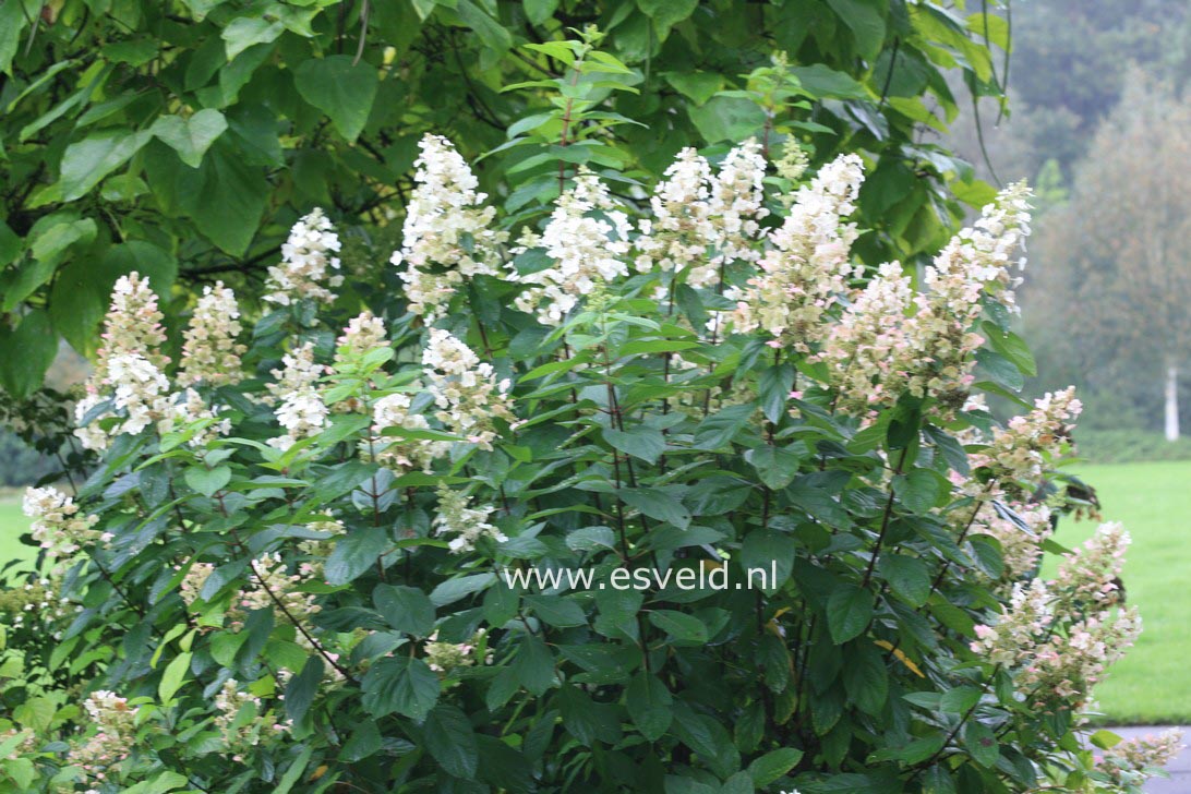 Hydrangea paniculata 'Kyushu'