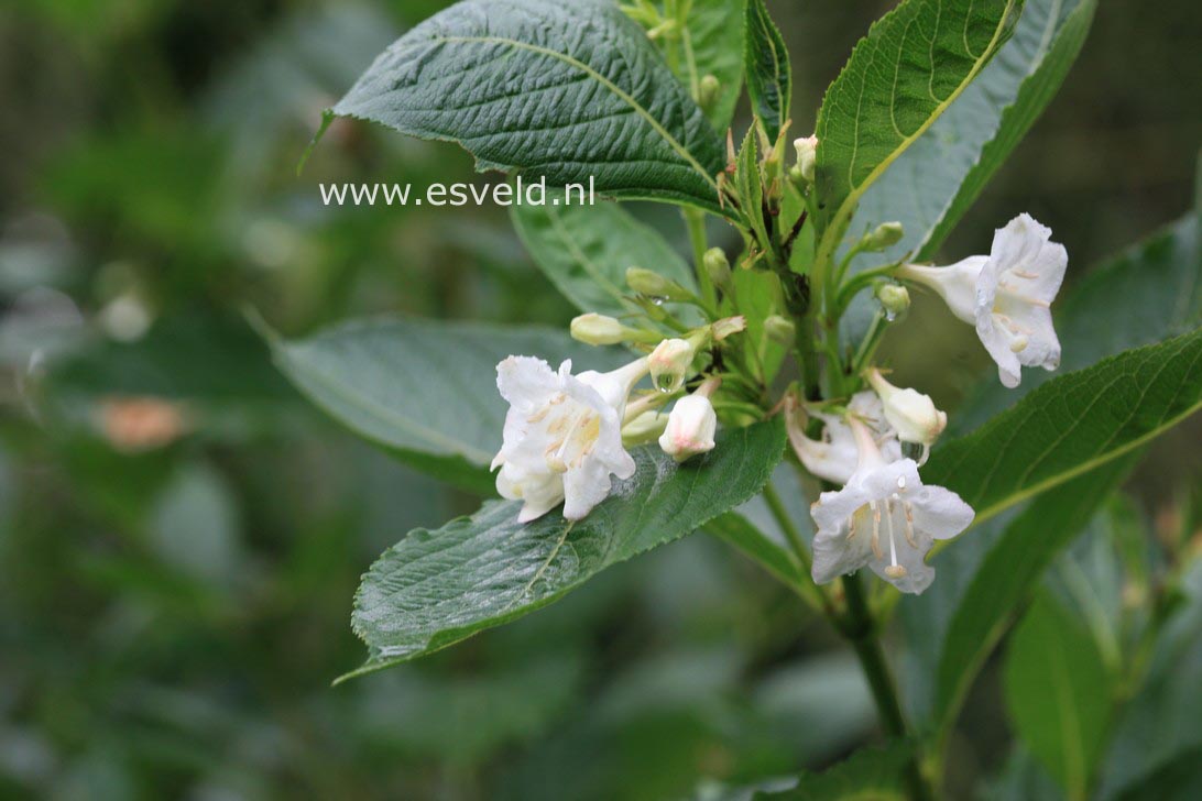 Weigela 'Bristol Snowflake'