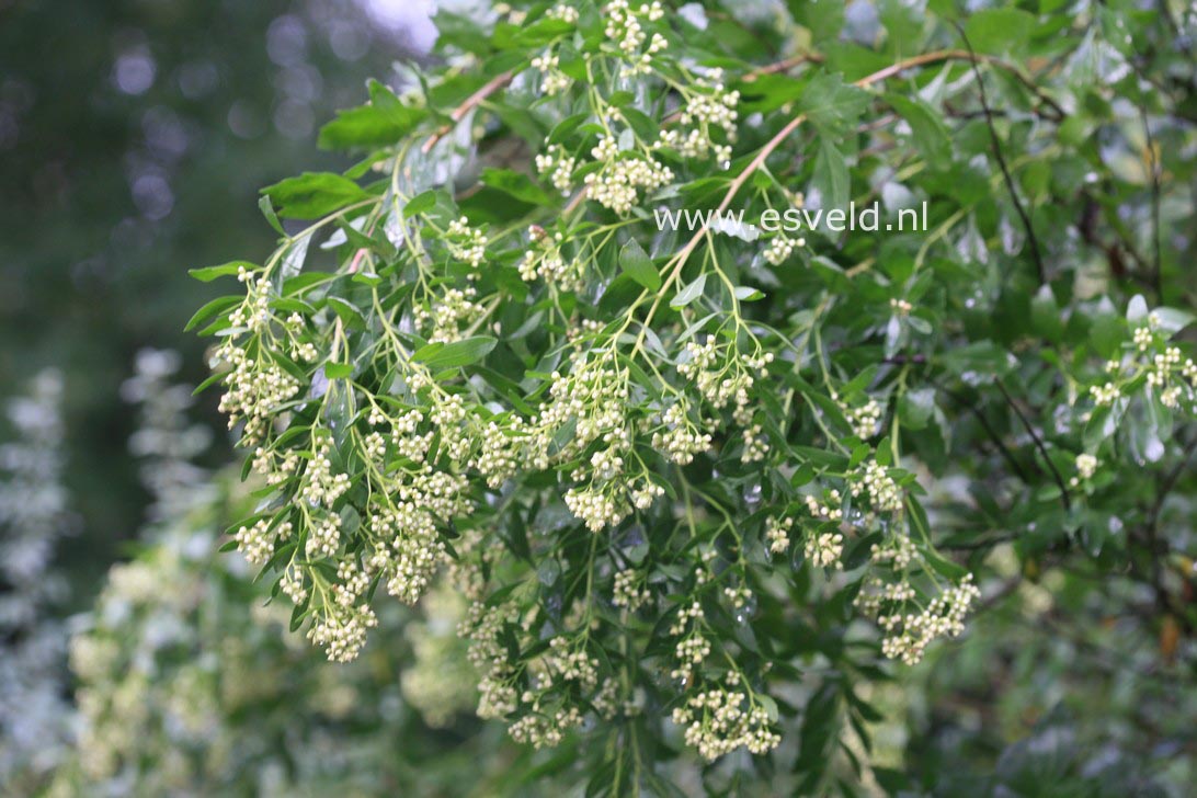 Baccharis halimifolia