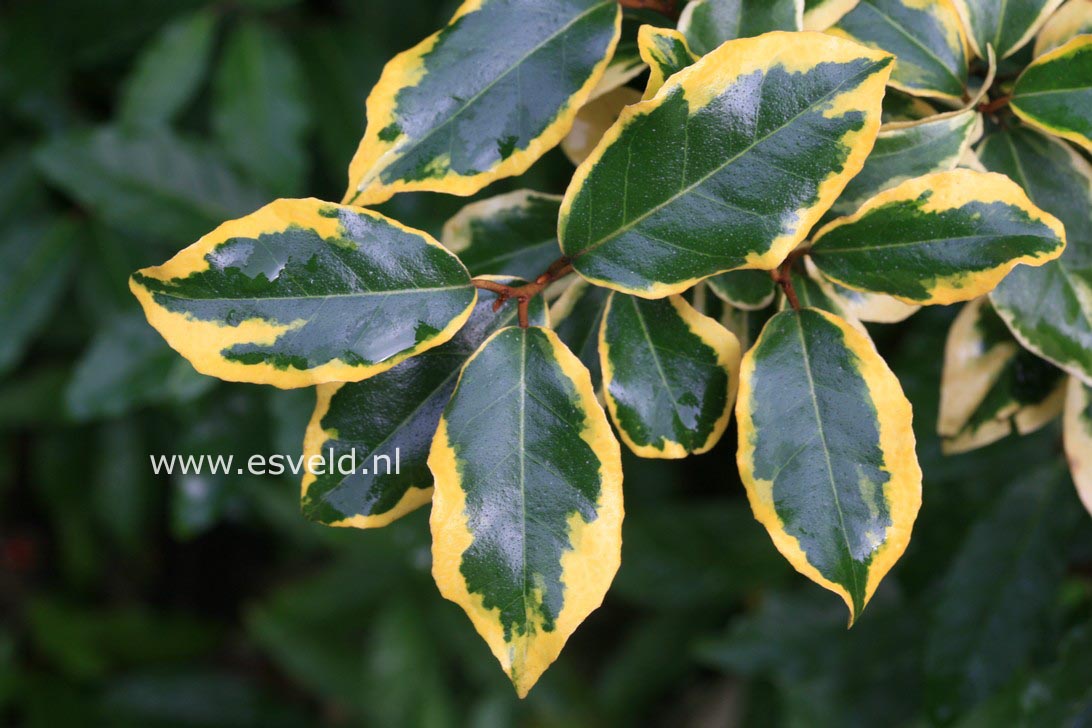 Elaeagnus ebbingei 'Gilt Edge'