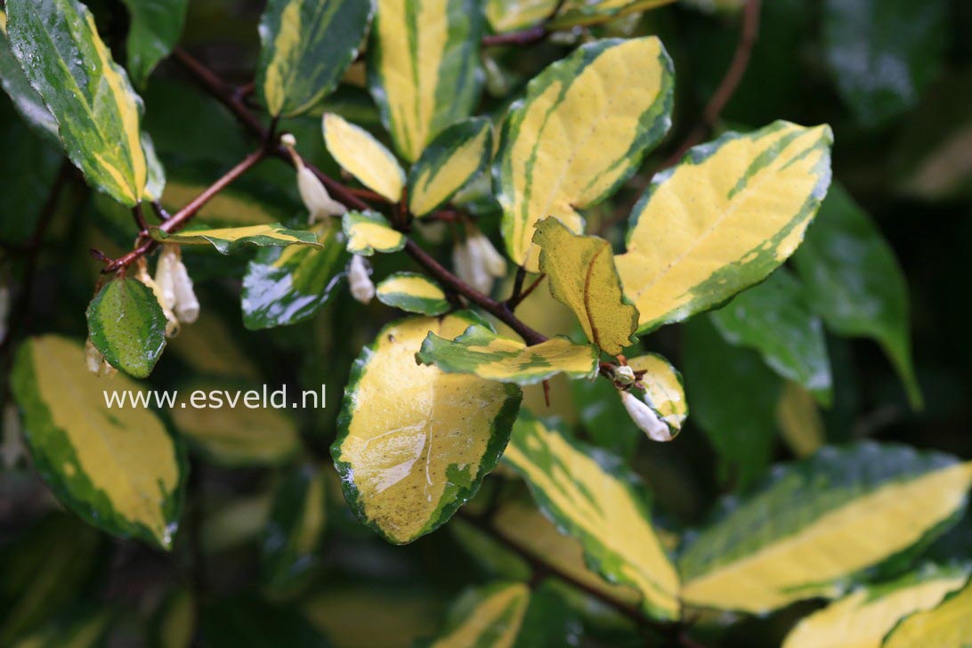 Elaeagnus pungens 'Maculata'