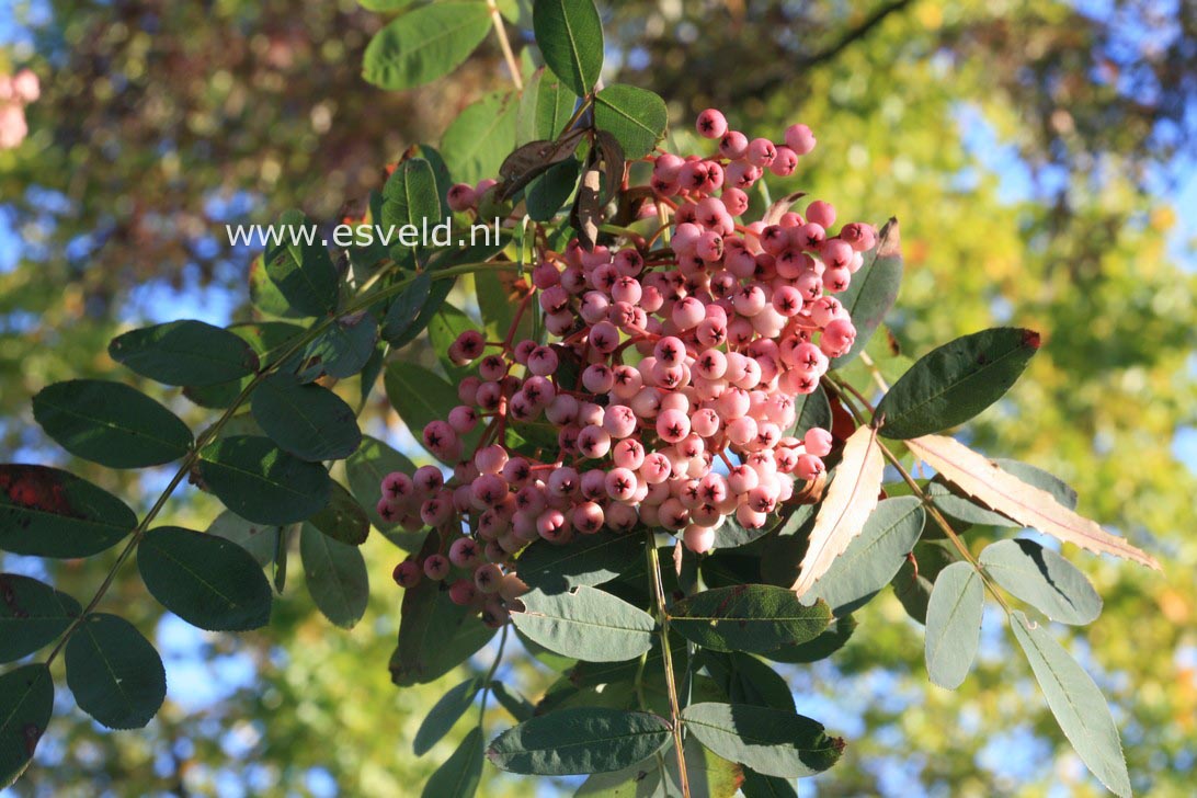 Sorbus hupehensis 'November Pink'