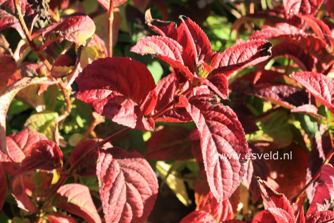 Hydrangea serrata 'Mont Aso'