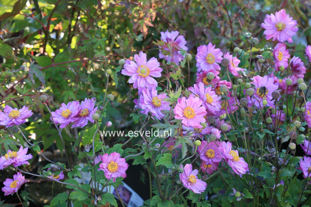 Anemone hybrida 'Pamina'