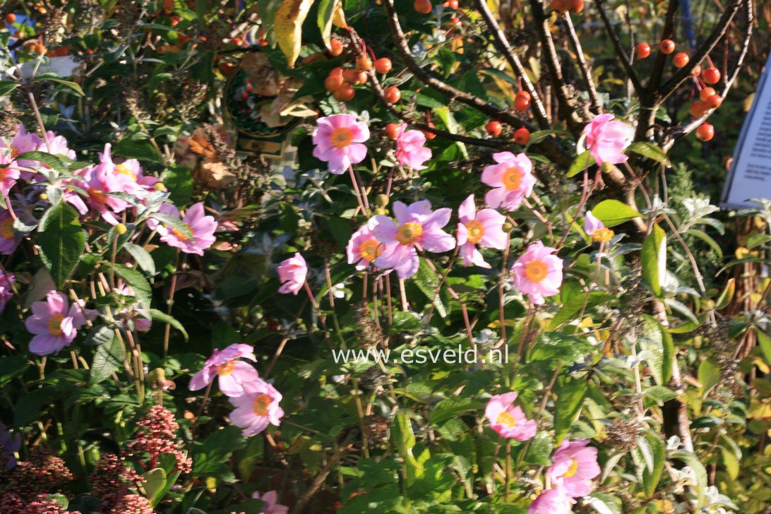 Anemone hybrida 'Serenade'