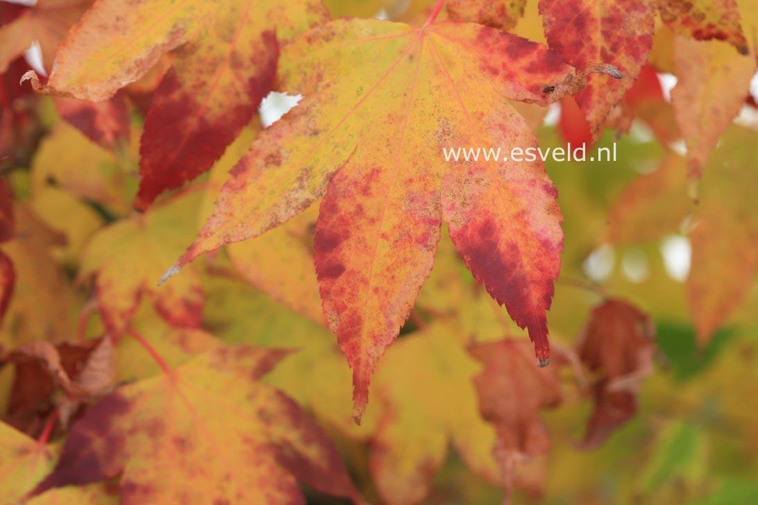 Acer palmatum 'Pam Trawick'