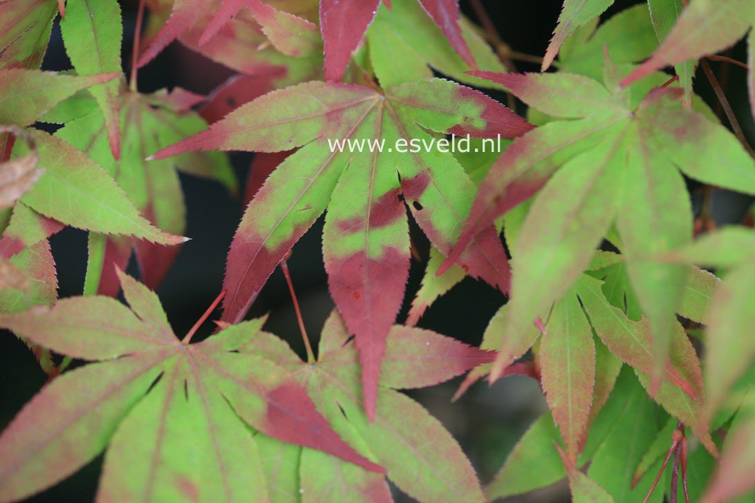 Acer palmatum 'Taima'