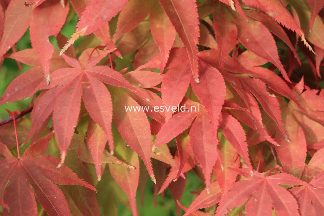 Acer palmatum 'Taima'