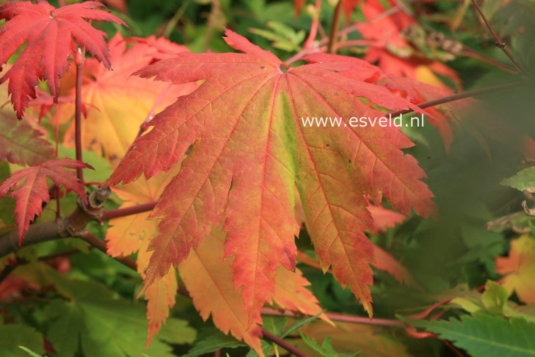 Acer japonicum 'Oh isami'