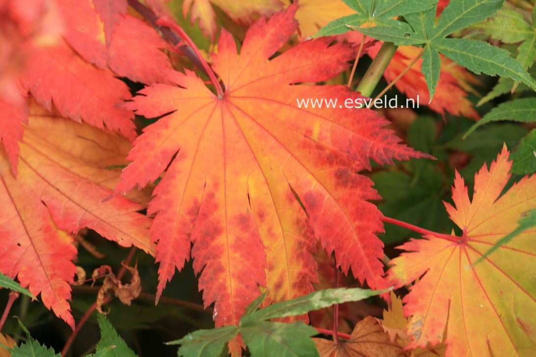 Acer japonicum 'Oh isami'