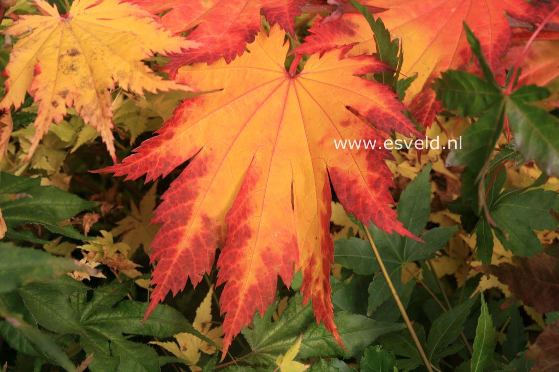 Acer japonicum 'Oh isami'