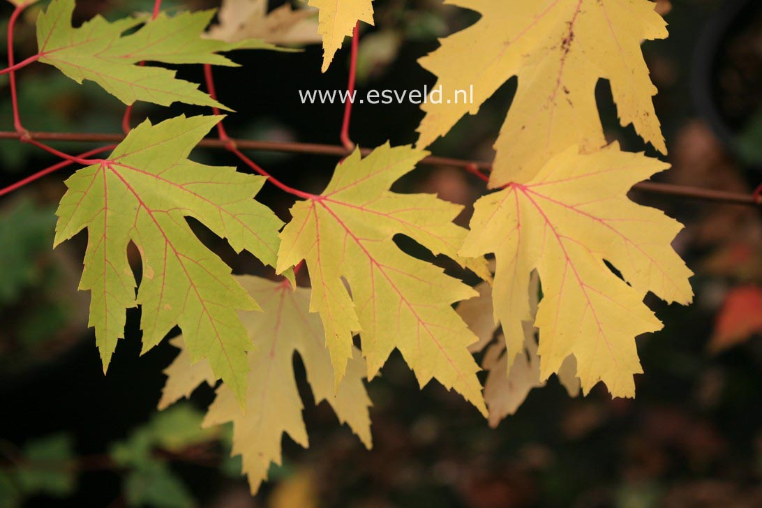 Acer saccharinum