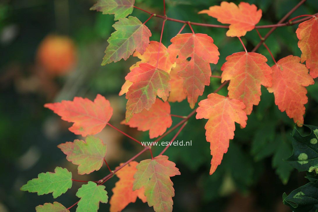 Acer pycnanthum 'Asayake nishiki'
