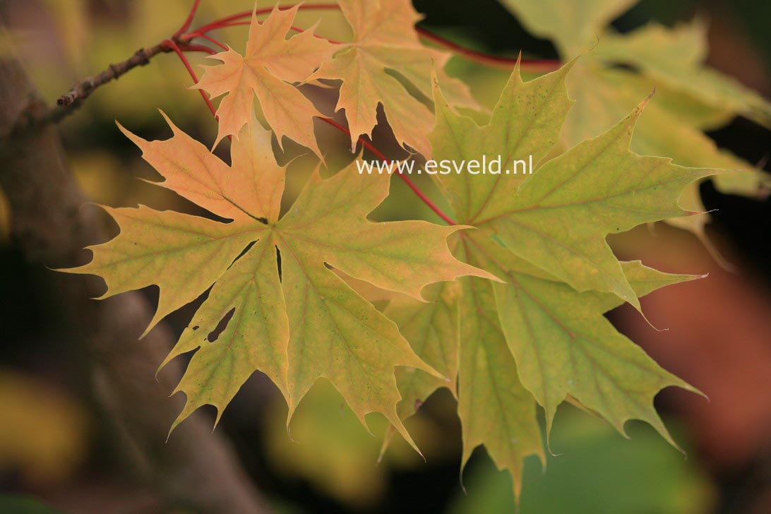 Acer platanoides 'Charles Joly'