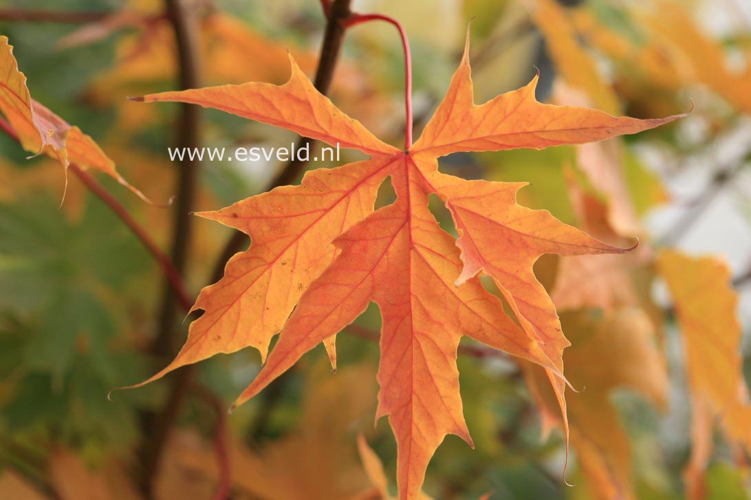 Acer platanoides 'Charles Joly'