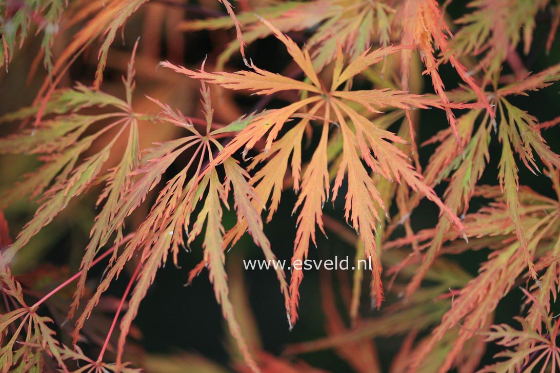 Acer palmatum 'Emma'