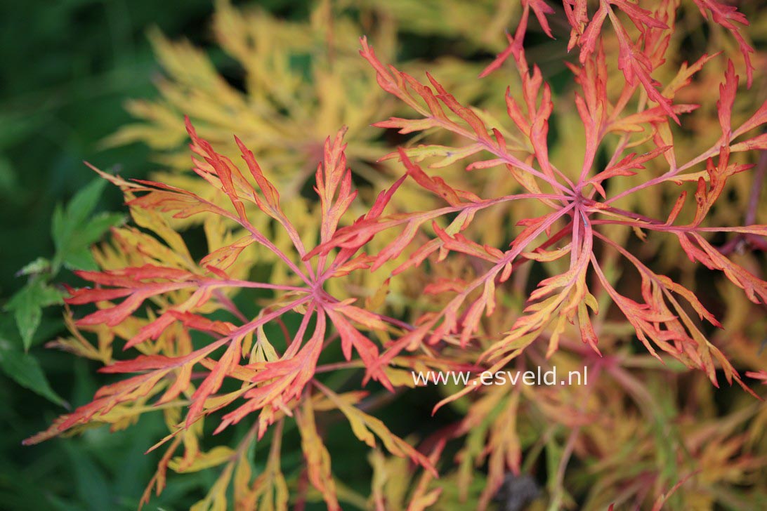 Acer japonicum 'Fairy Light'