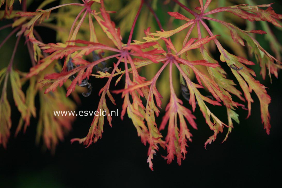 Acer japonicum 'Fairy Light'