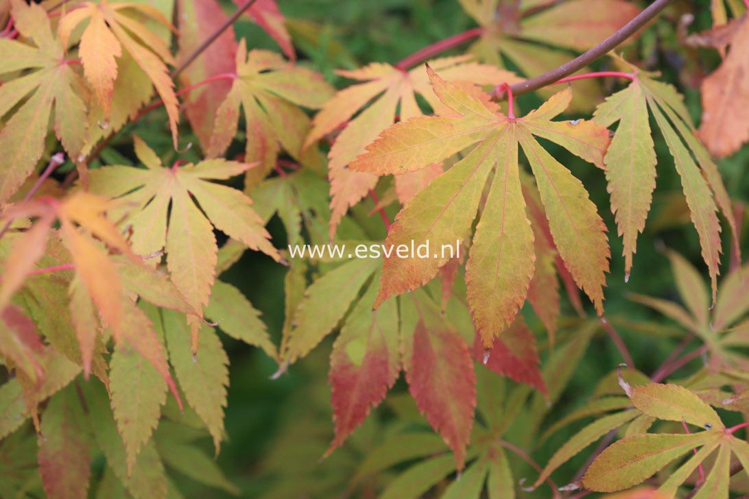 Acer palmatum 'Soma no kawa'