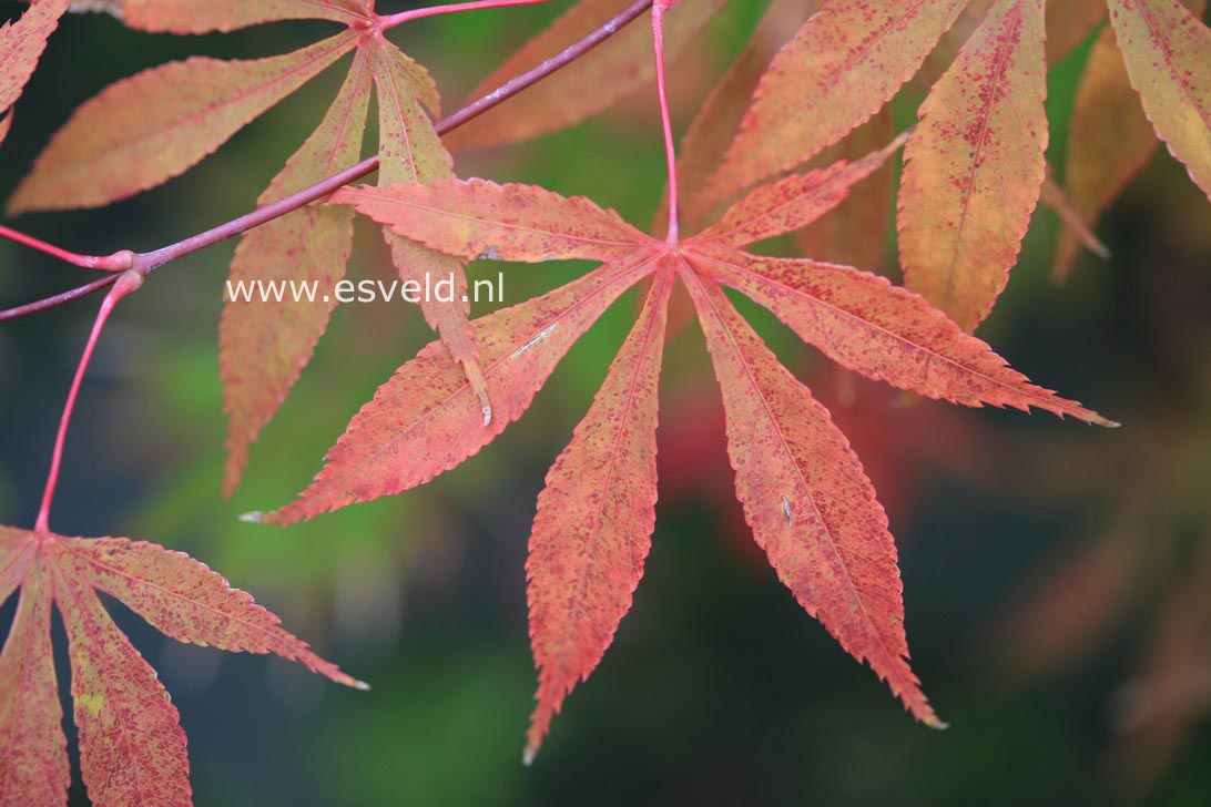 Acer palmatum 'Soma no kawa'