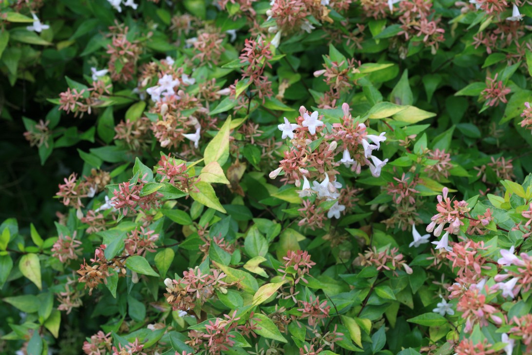 Abelia grandiflora 'Gold Spot'