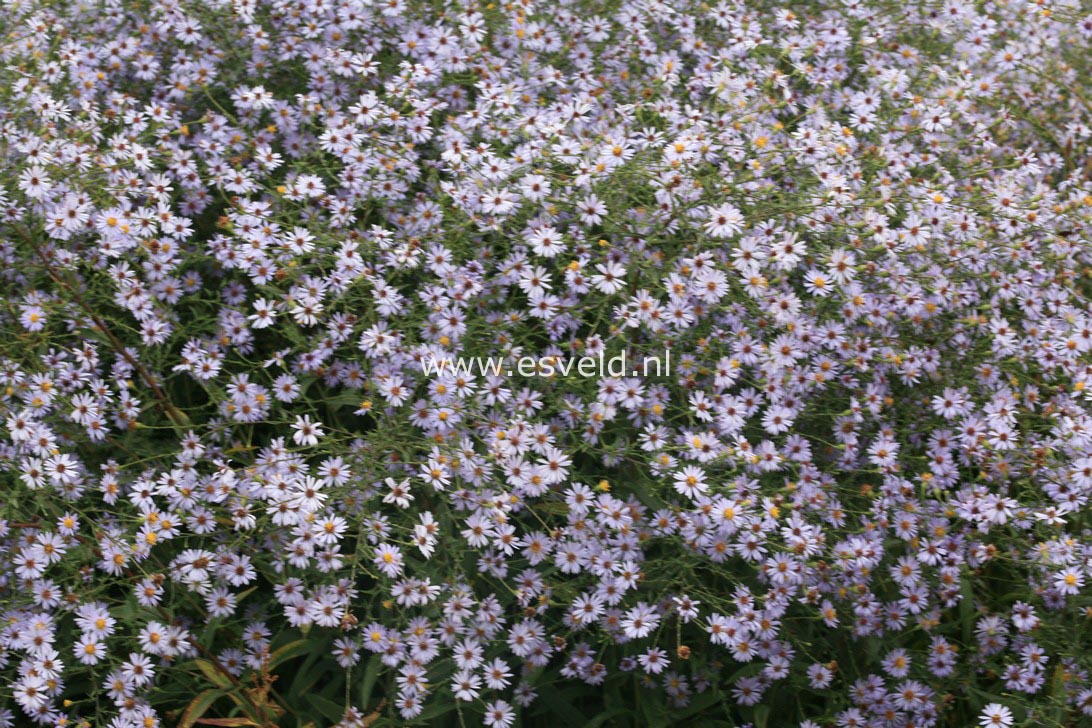 Aster turbinellus