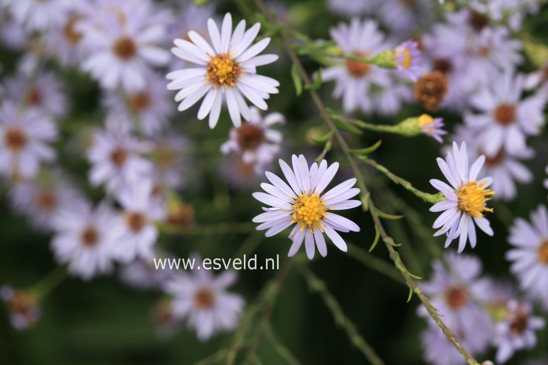 Aster turbinellus