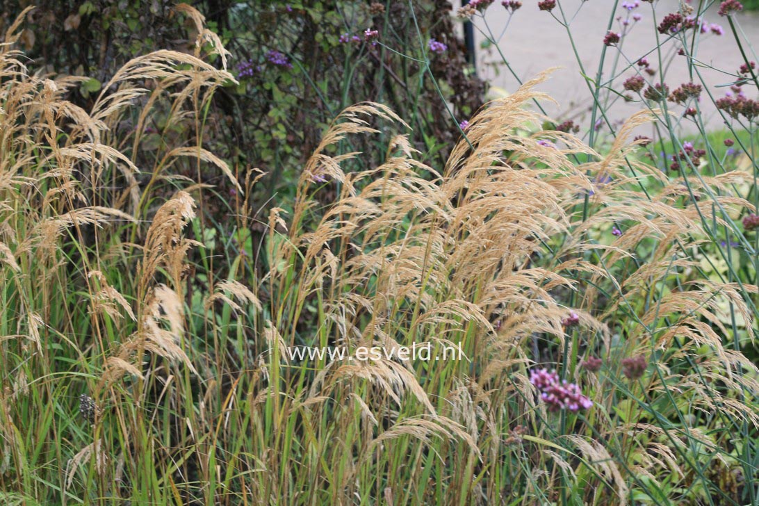 Achnatherum calamagrostis