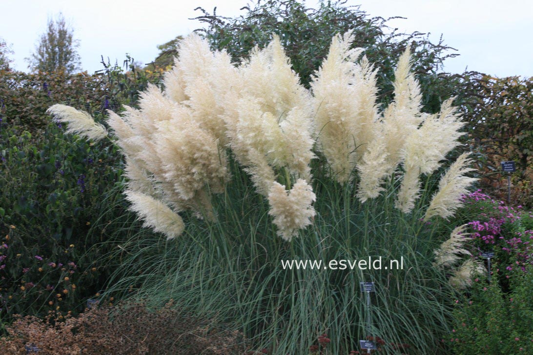 Cortaderia selloana 'Pumila'