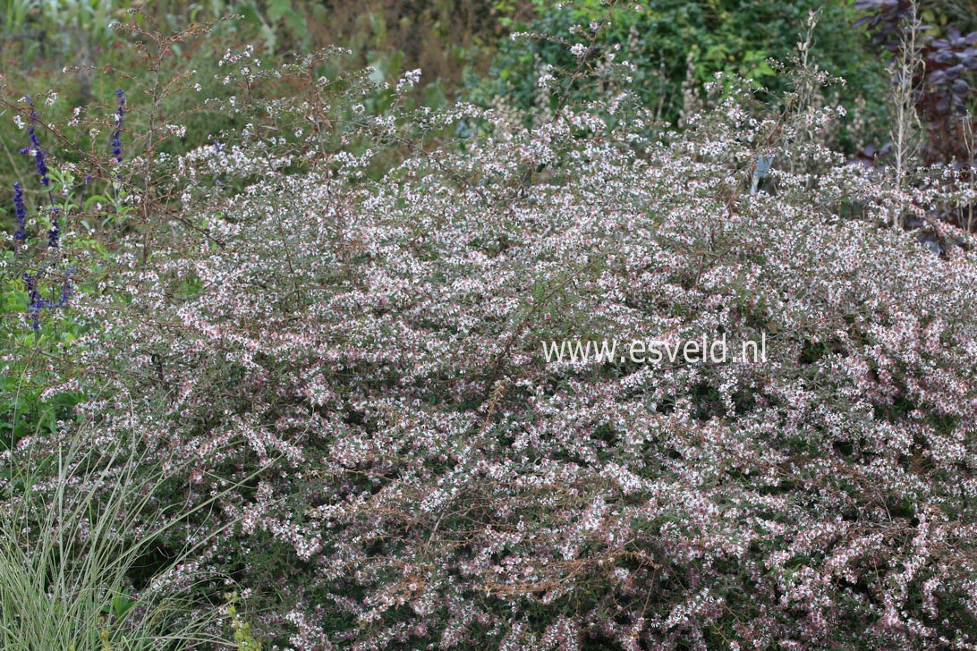 Aster lateriflorus 'Lady in Black'