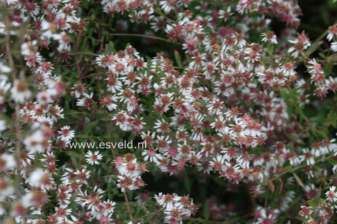 Aster lateriflorus 'Lady in Black'