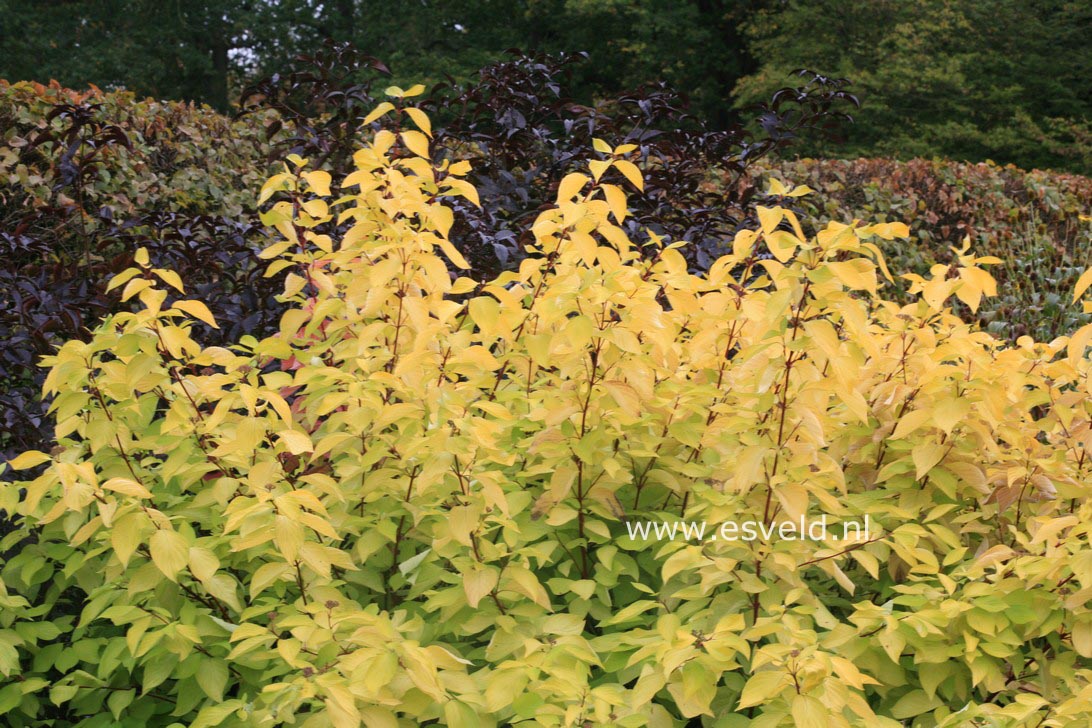 Cornus alba 'Aurea'