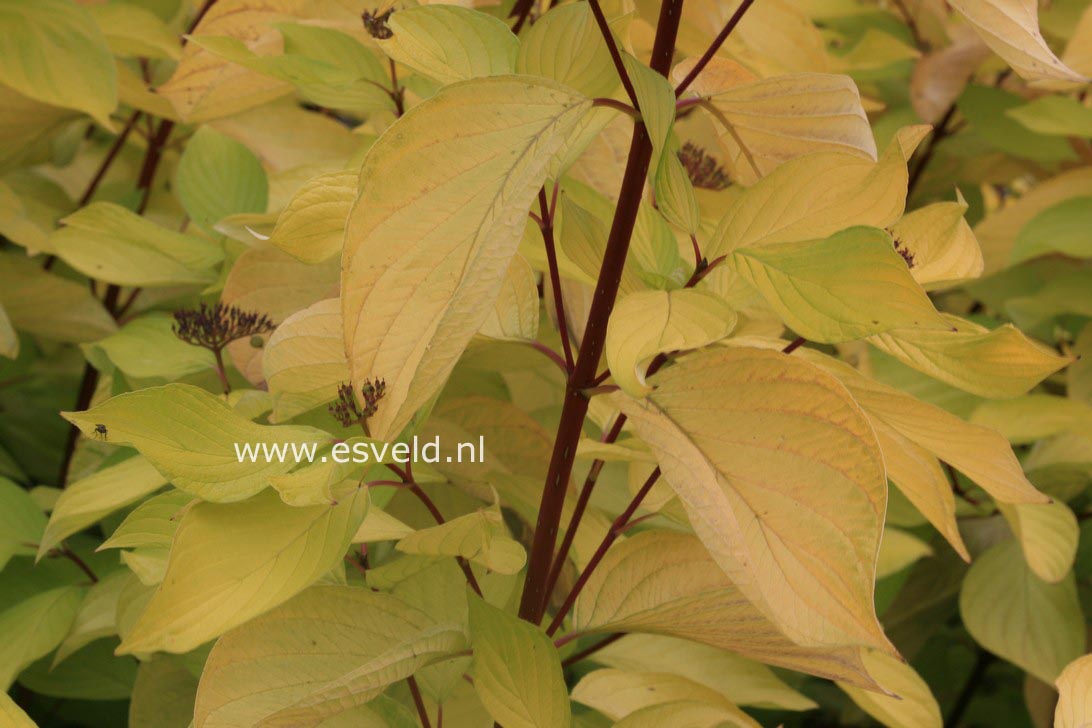 Cornus alba 'Aurea'