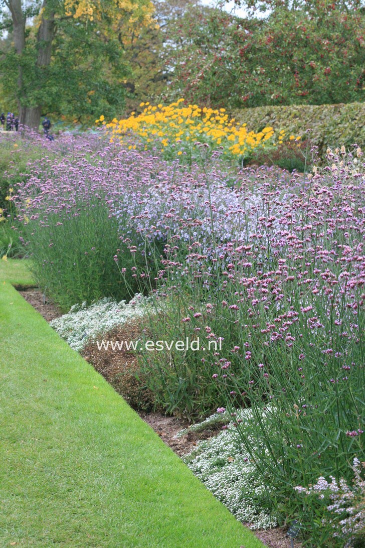 Verbena bonariensis