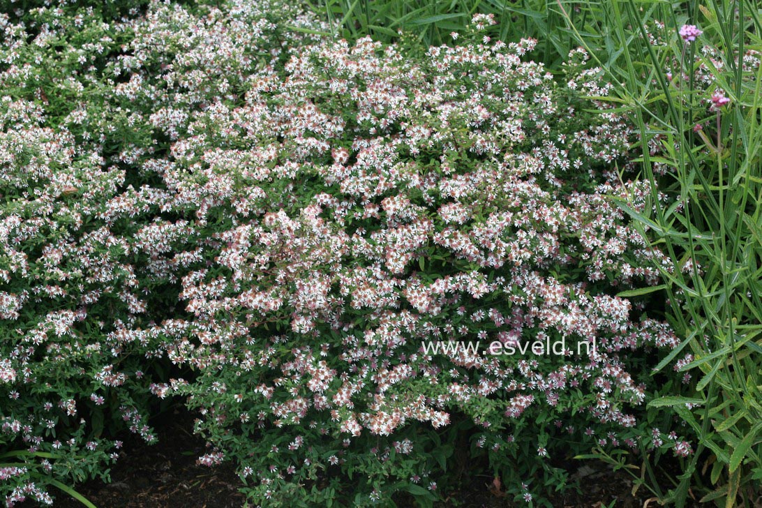 Aster lateriflorus 'Horizontalis'