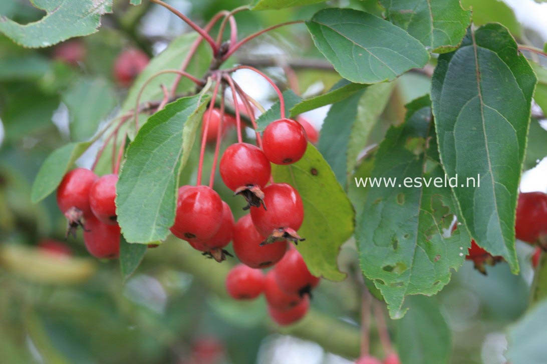 Malus hupehensis