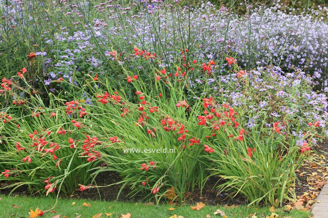 Schizostylis coccinea 'Major'