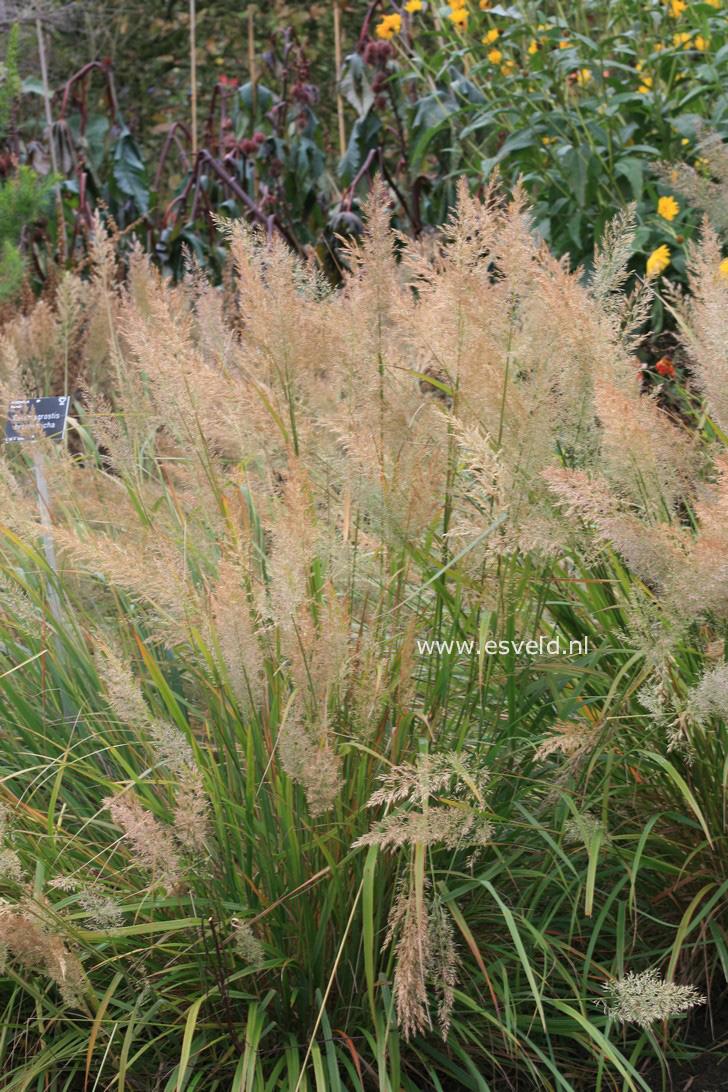 Calamagrostis brachytricha