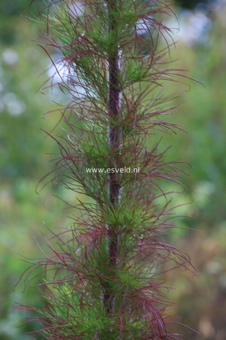 Eupatorium cappillifolium 'Elegant Plume'