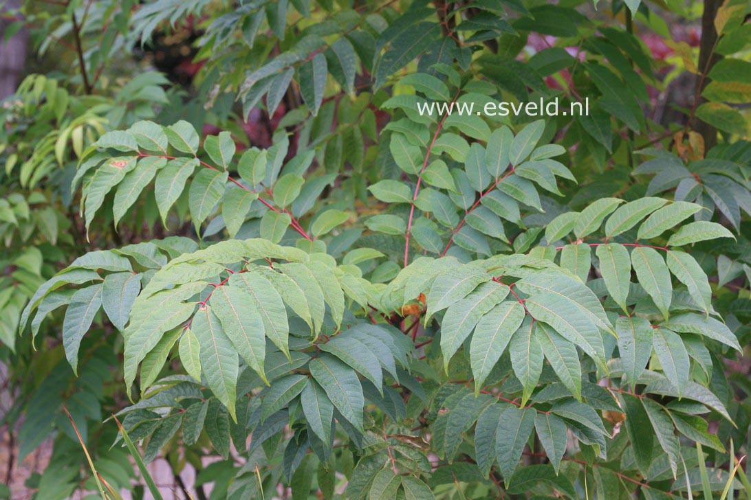 Toona sinensis 'Flamingo'