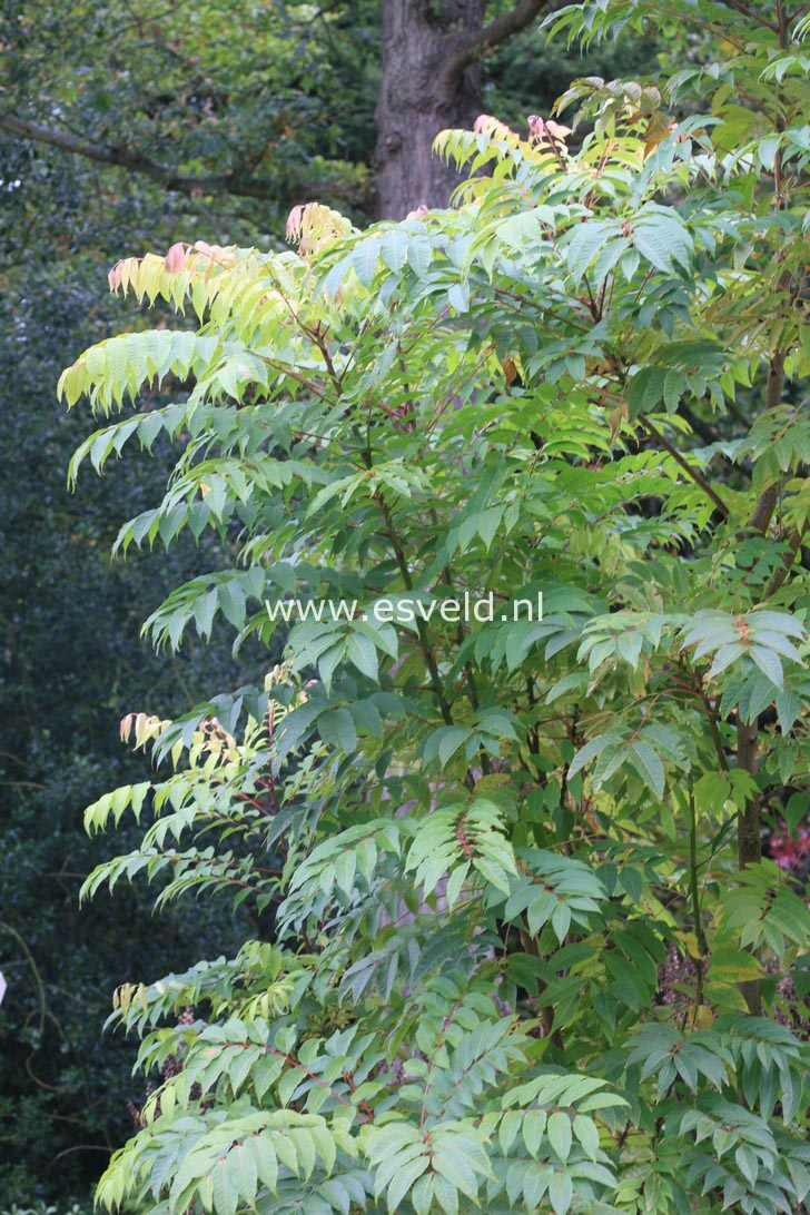 Toona sinensis 'Flamingo'