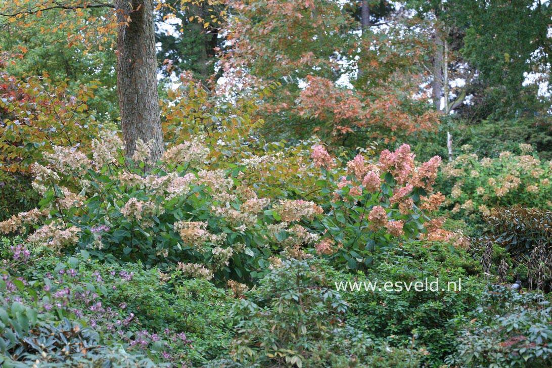 Hydrangea paniculata