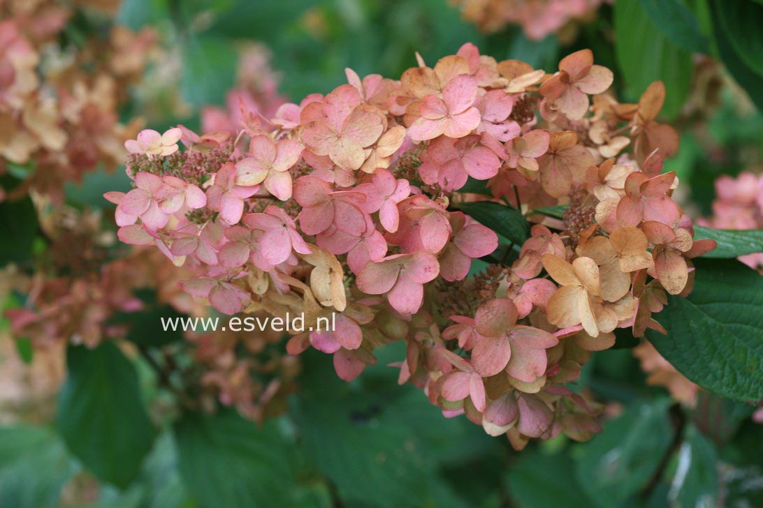 Hydrangea paniculata 'Pink Diamond'