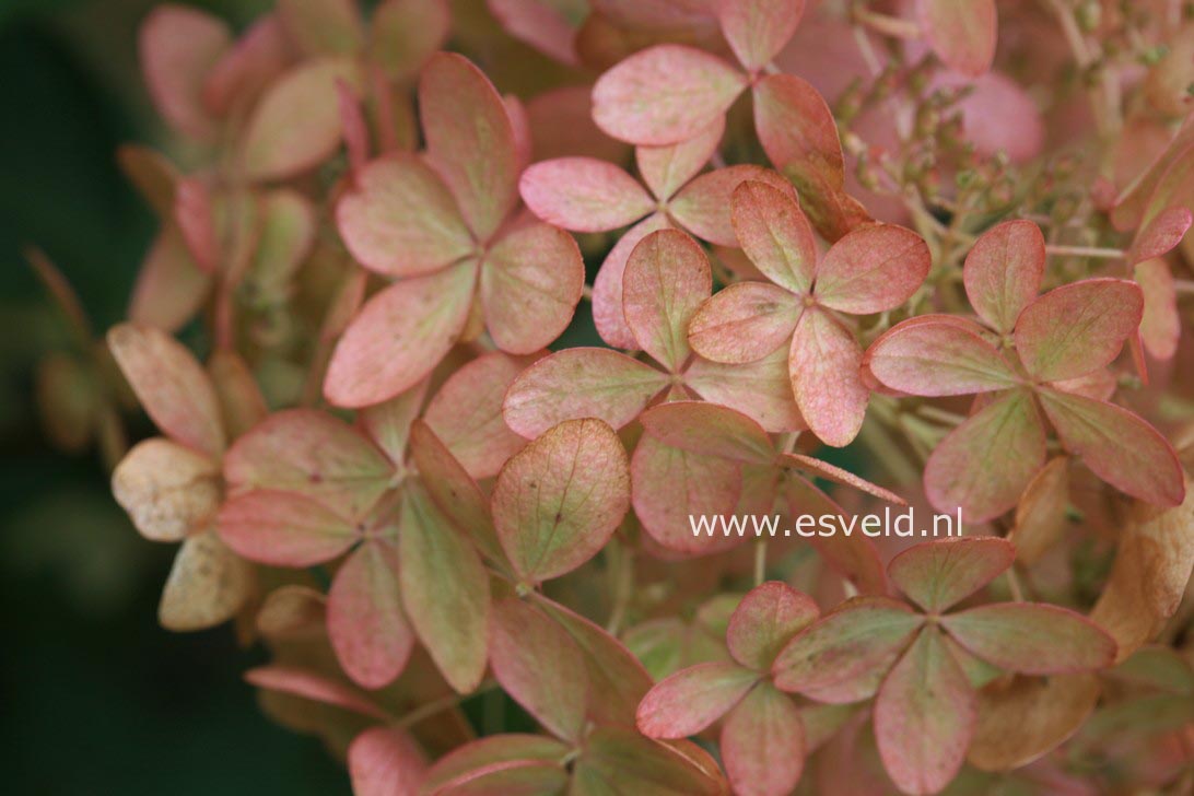 Hydrangea paniculata 'Phantom'