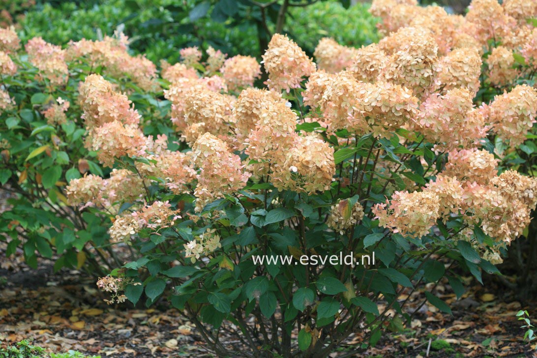 Hydrangea paniculata 'Phantom'