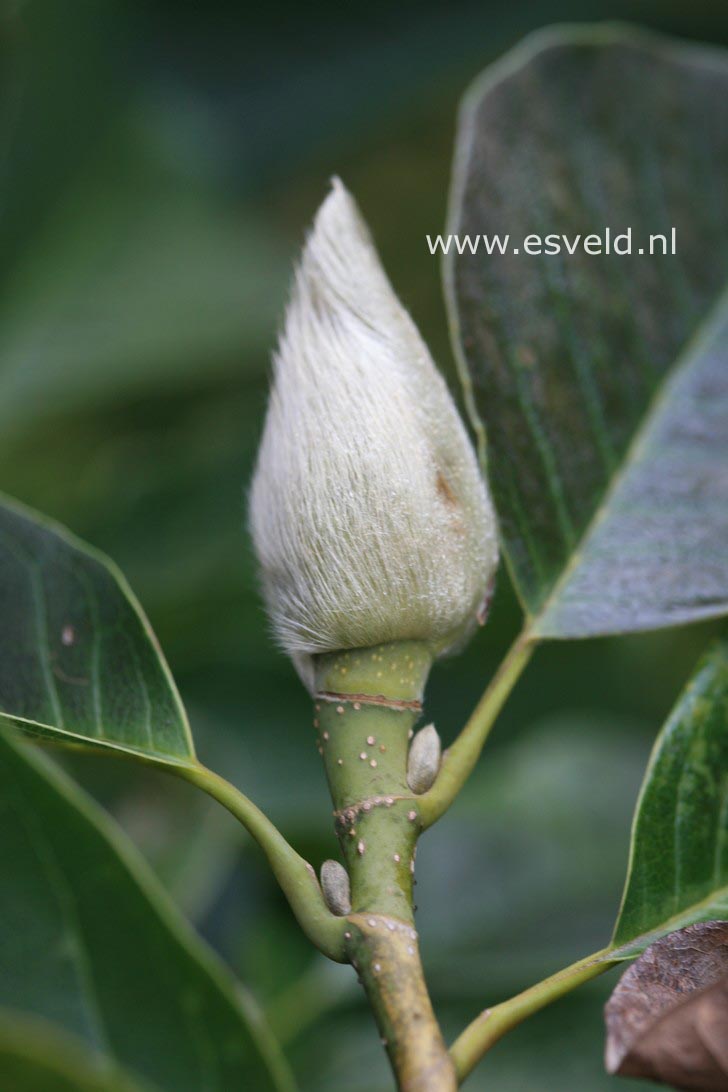 Magnolia 'Caerhays Belle'