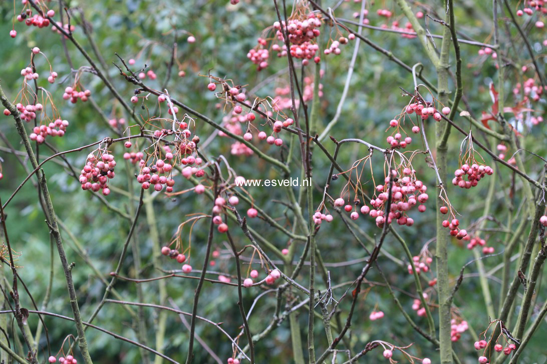 Sorbus cashmiriana 'Pink Form'